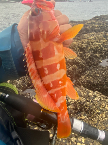 アカハタの釣果