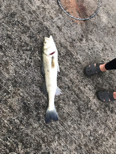 スズキの釣果