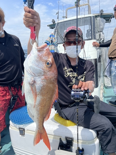 マダイの釣果