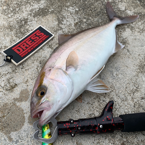 ショゴの釣果