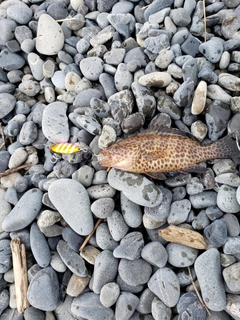 オオモンハタの釣果