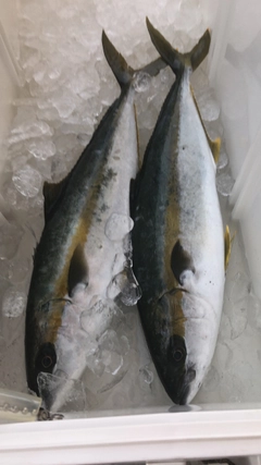 ヒラマサの釣果