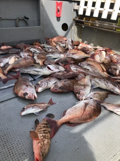 タイの釣果