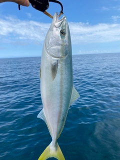 イナダの釣果