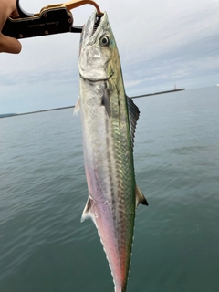 サゴシの釣果