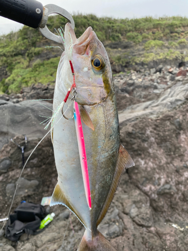 ショゴの釣果