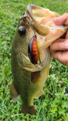 ラージマウスバスの釣果