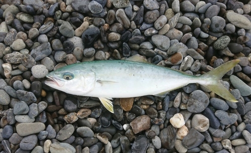 ワカシの釣果