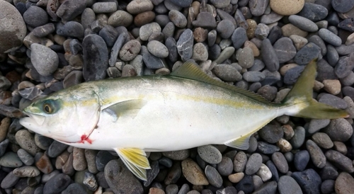 ワカシの釣果