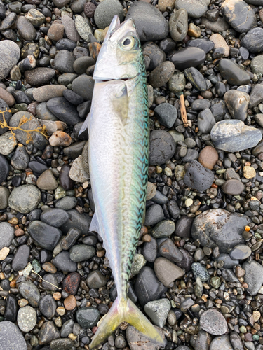 サバの釣果