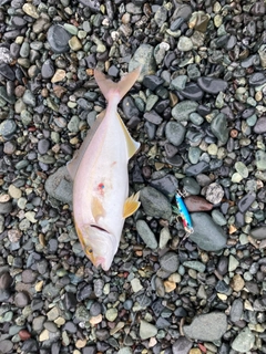 ショゴの釣果