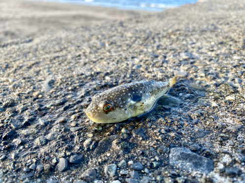 フグの釣果