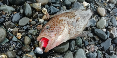 オオモンハタの釣果