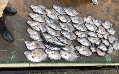 カガミダイの釣果