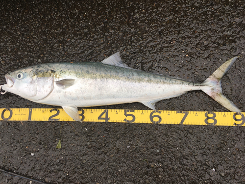 ブリの釣果