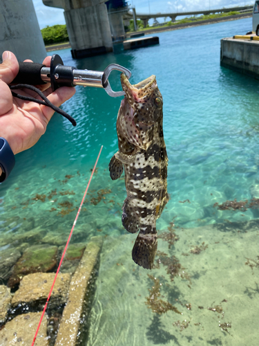 ヤイトハタの釣果