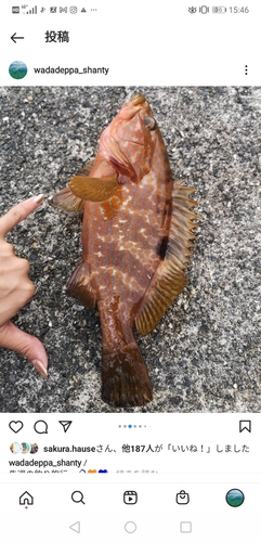 キジハタの釣果