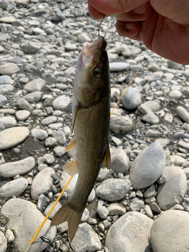 ウグイの釣果