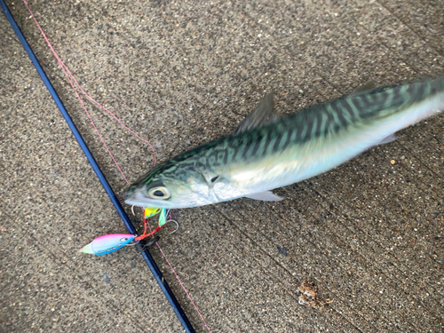 サバの釣果