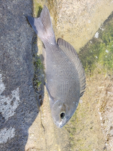 メジナの釣果