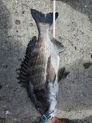 チヌの釣果