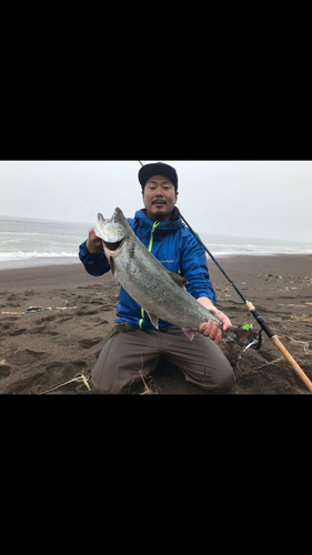 サクラマスの釣果