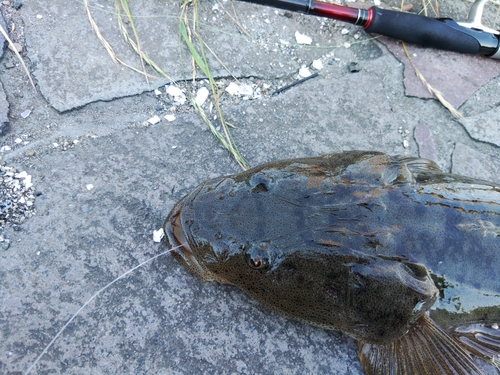 マゴチの釣果