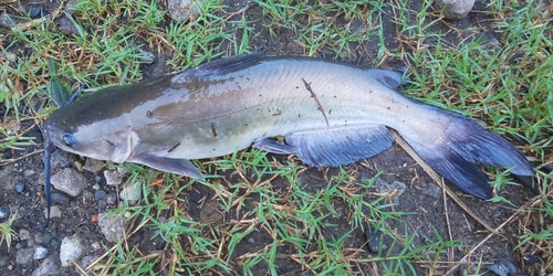 アメリカナマズの釣果