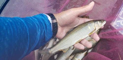 アユの釣果