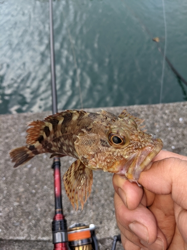 ガシラの釣果