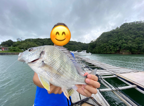 キビレの釣果