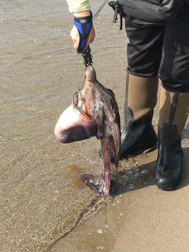 タコの釣果