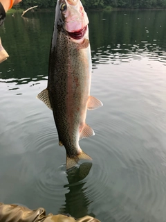 ニジマスの釣果