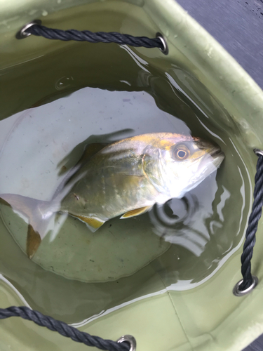 ショゴの釣果