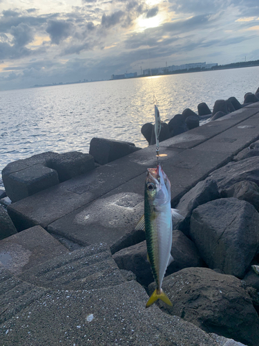 サバの釣果