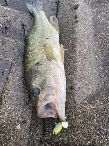 ブラックバスの釣果