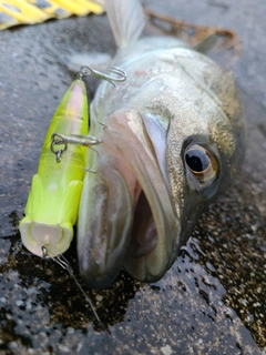 シーバスの釣果