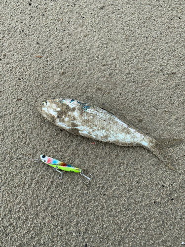 コノシロの釣果