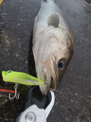 シーバスの釣果