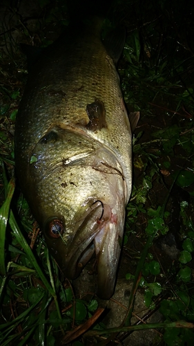 ブラックバスの釣果