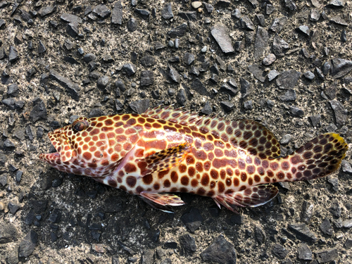 カンモンハタの釣果