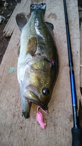 ブラックバスの釣果