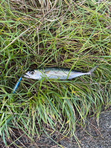 サバの釣果