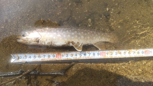 アメマスの釣果