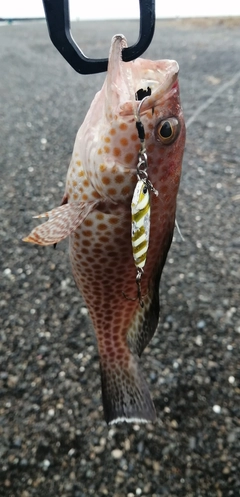 オオモンハタの釣果