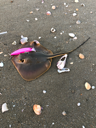 アカエイの釣果