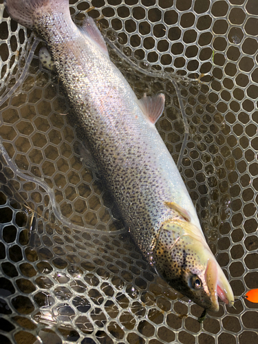 イトウの釣果