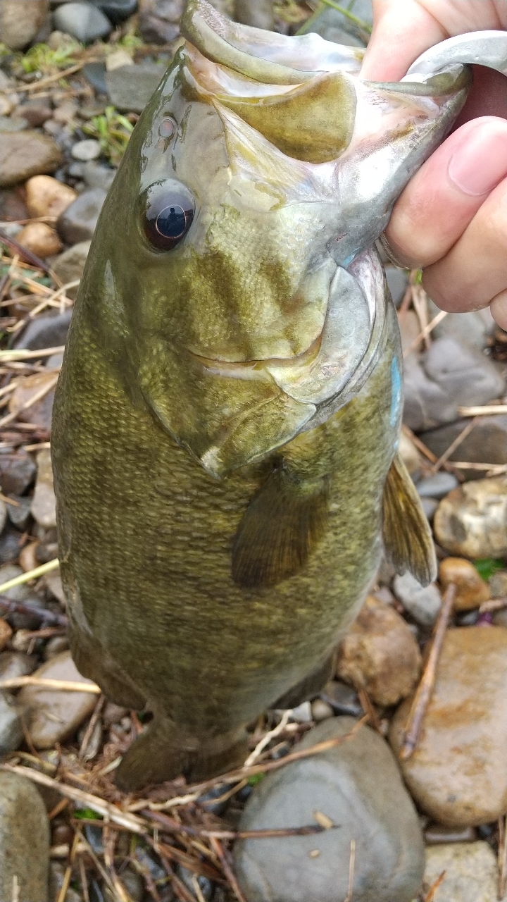 スモールマウスバス