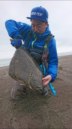 マツカワの釣果