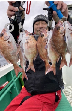 マダイの釣果